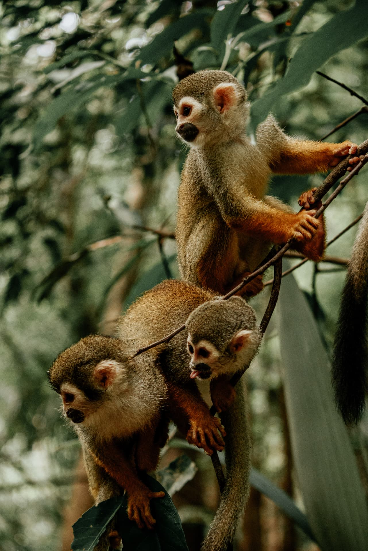 Squirrel monkeys resting on branches in the Amazon canopy